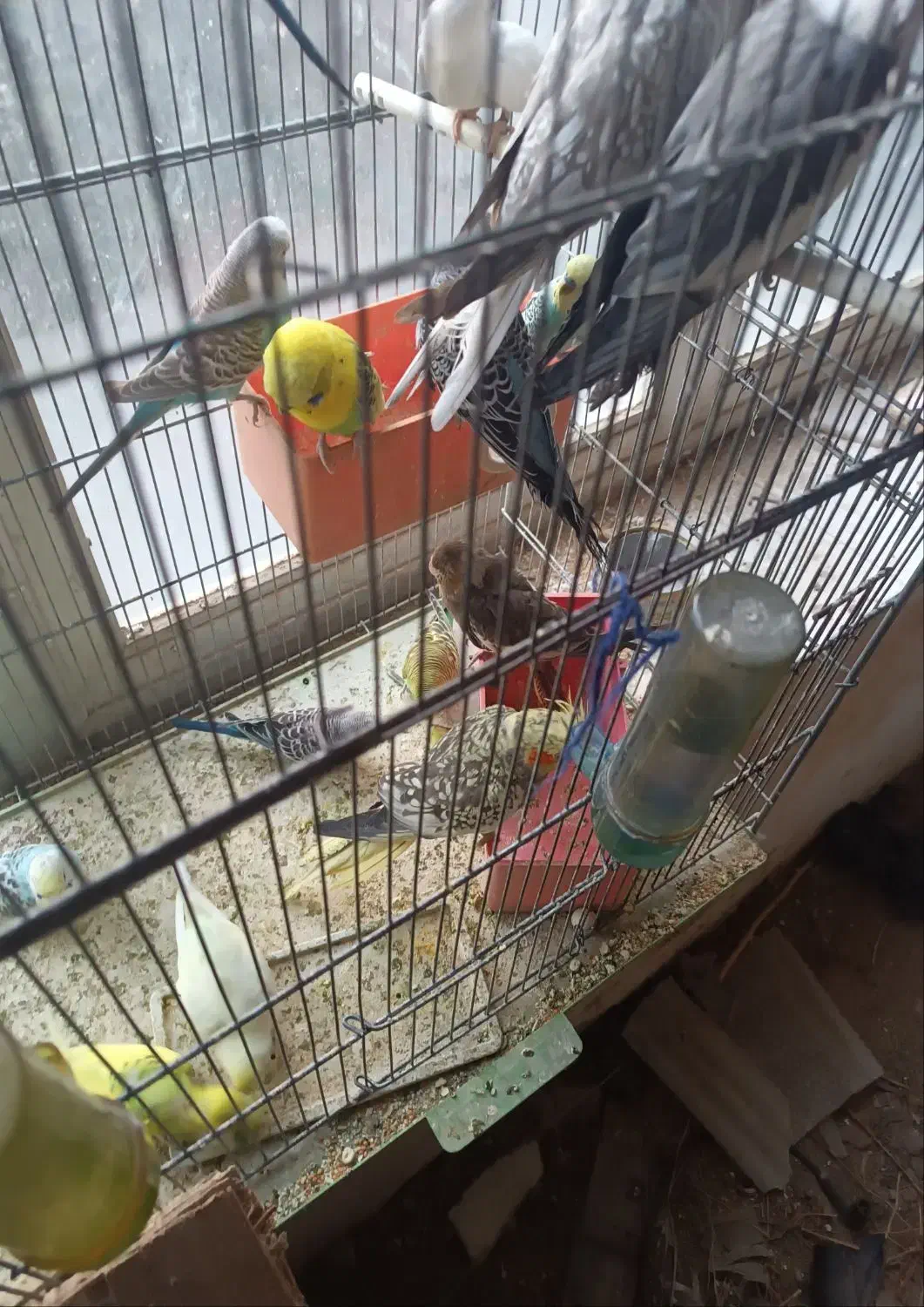 چند جفت عروس هلندی به فروش میرسد|پرنده|آذرشهر, |دیوار