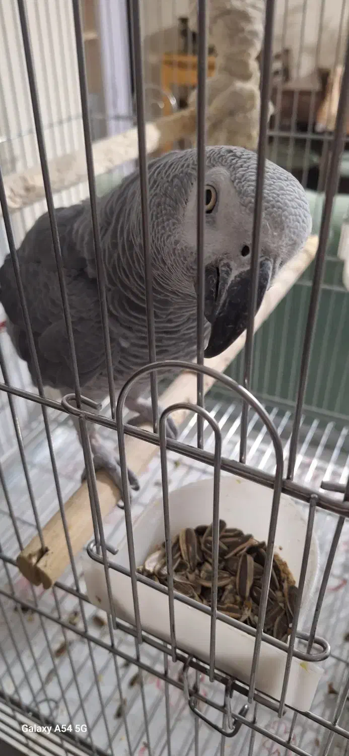 کاسکونر9ساله درشت وکشیده|پرنده|پردیس, فاز ۱۱|دیوار