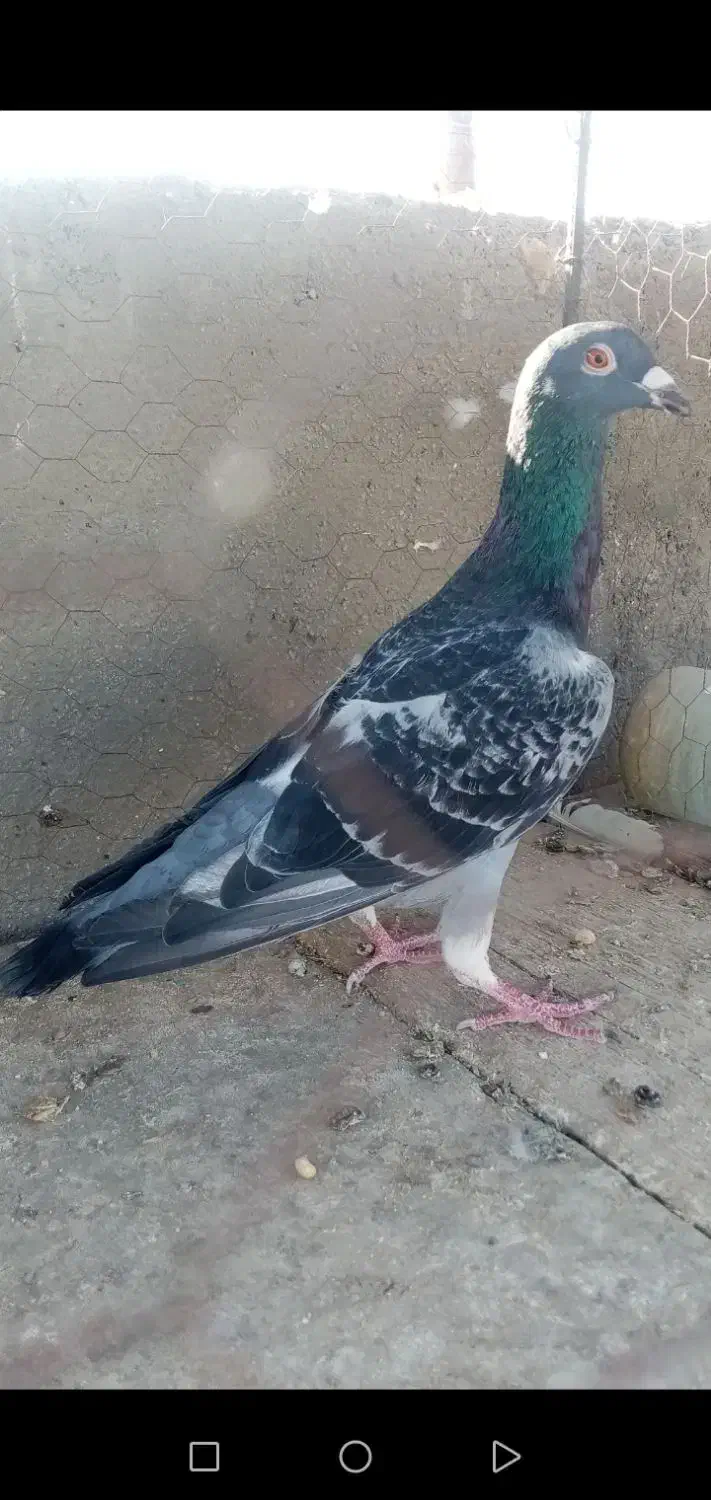 دانه 2500000|پرنده|تایباد, |دیوار