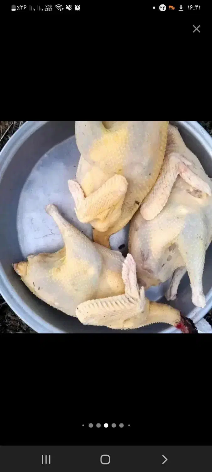 مرغ ، اردک و بوقلمون محلی|حیوانات مزرعه|رشت, کوی جام جم|دیوار
