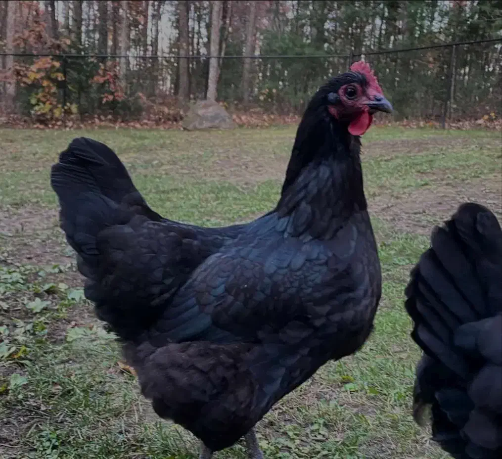 تخم مشکی تخم مرغ مشکی صدرصد ارگانیک طبیعی|خوردنی و آشامیدنی|کرج, کیانمهر|دیوار