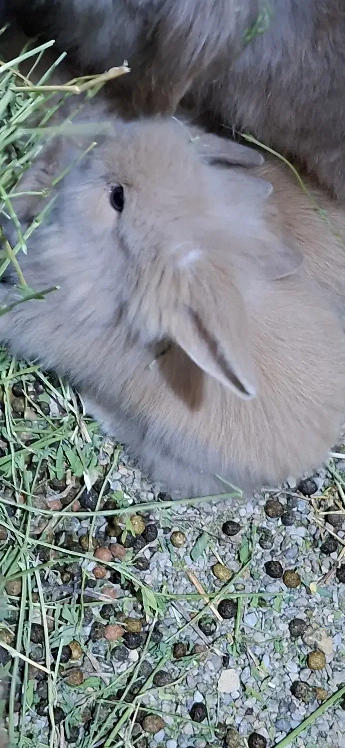 بچه خرگوش لوپ|موش و خرگوش|تهران, مشیریه|دیوار