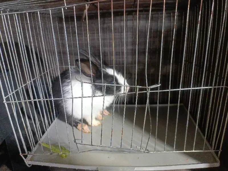 خرگوش خوب و اروم|موش و خرگوش|همدان, |دیوار