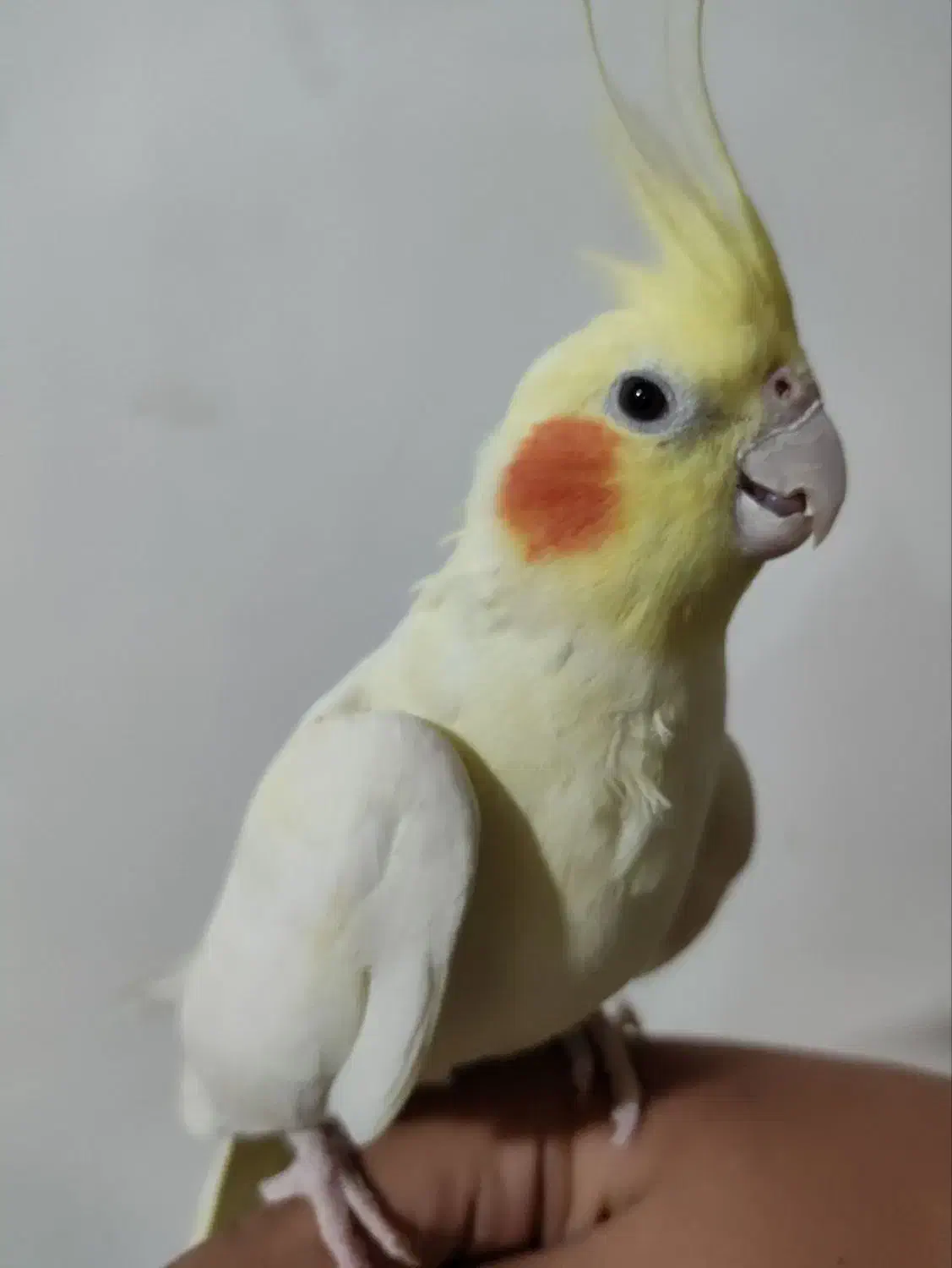 یک جفت عروس هلندی سرحال|پرنده|سرولایت, |دیوار