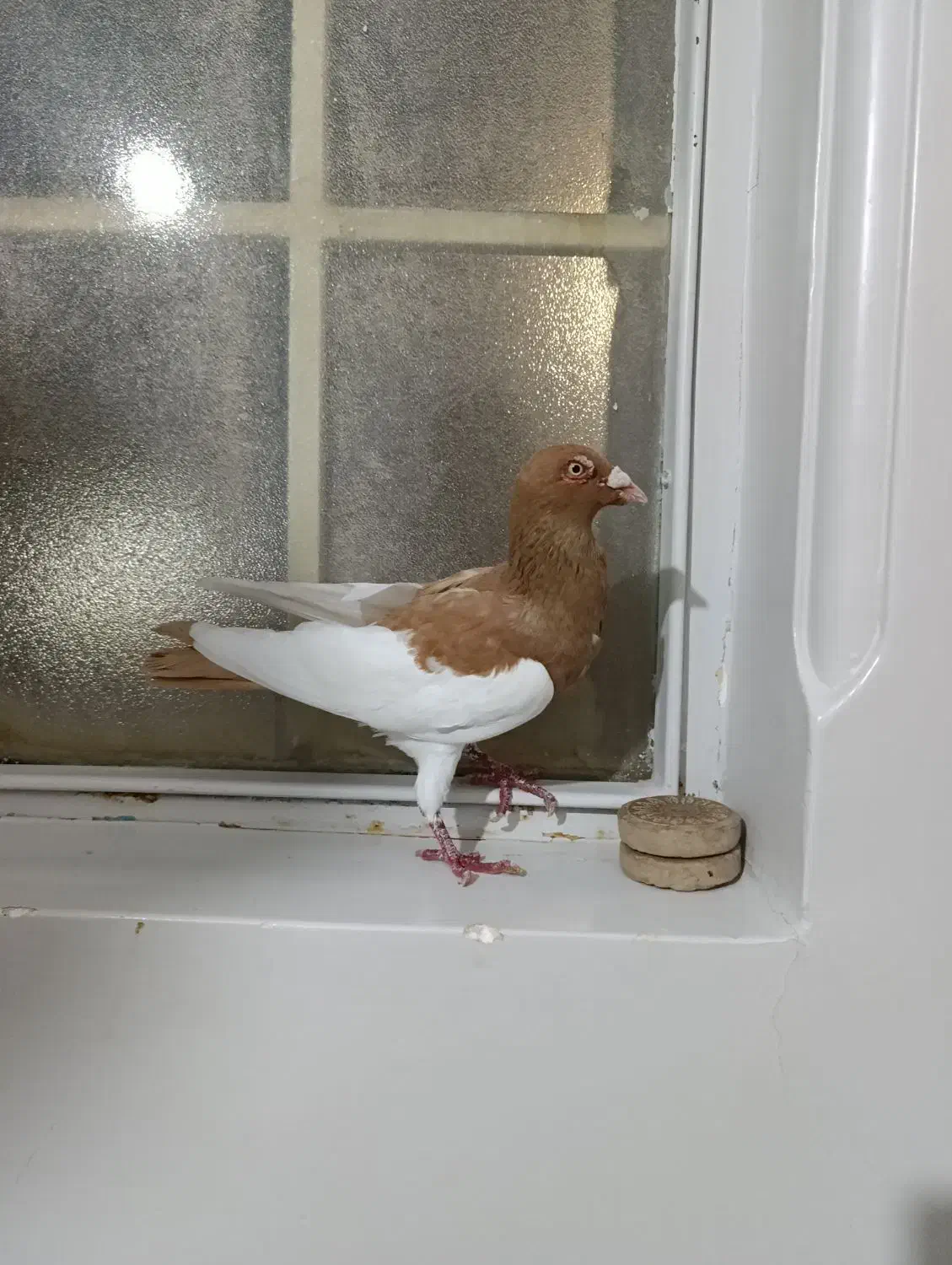 کبوتر یهود|پرنده|شال, |دیوار