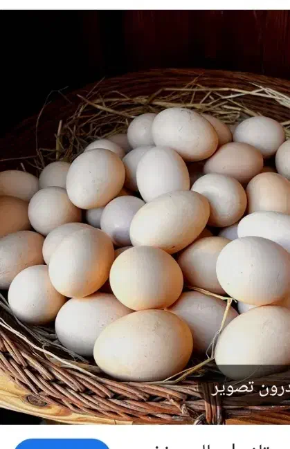 تخم مرغی|عمده‌فروشی|بم, |دیوار