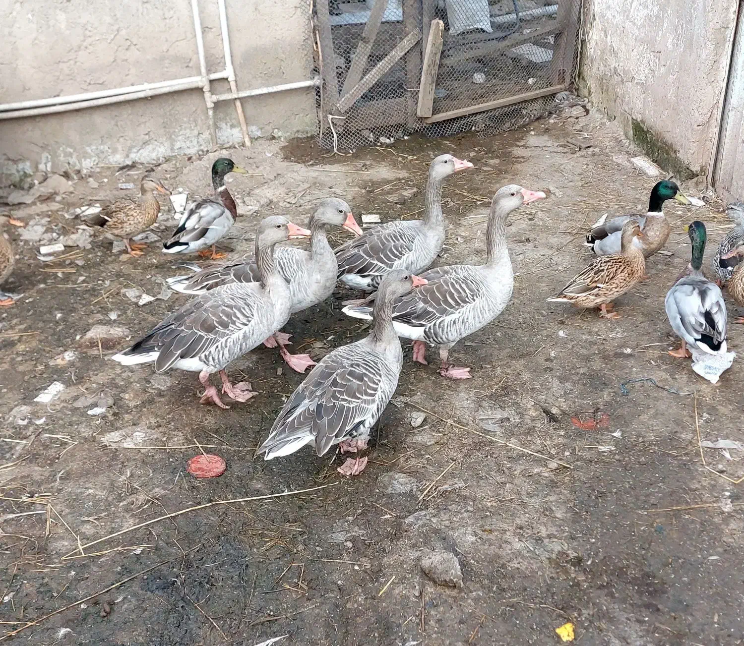 فروش تعداد۳ عدد غاز نمایی|حیوانات مزرعه|خمام, |دیوار