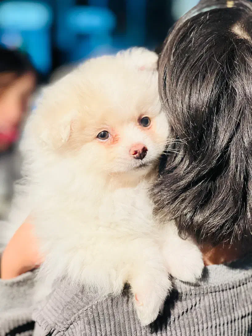 نر یک ساله پامرانین|سگ|سیرجان, |دیوار