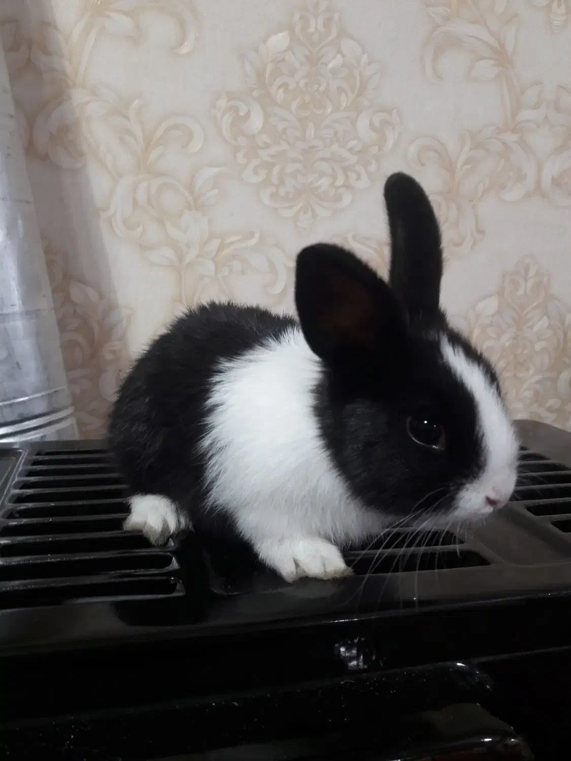 خرگوش ۱ماهه|موش و خرگوش|تبریز, |دیوار