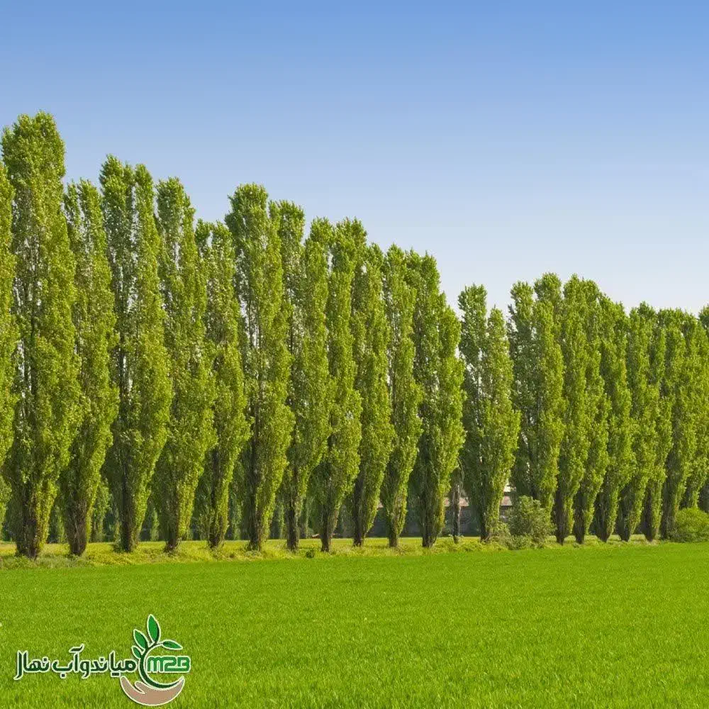 پخش نهال صنوبر ۱ متری|خدمات باغبانی و درختکاری|بوکان, |دیوار