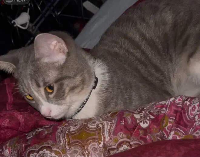 گربه گمشده|حیوانات|شیراز, عادل آباد|دیوار