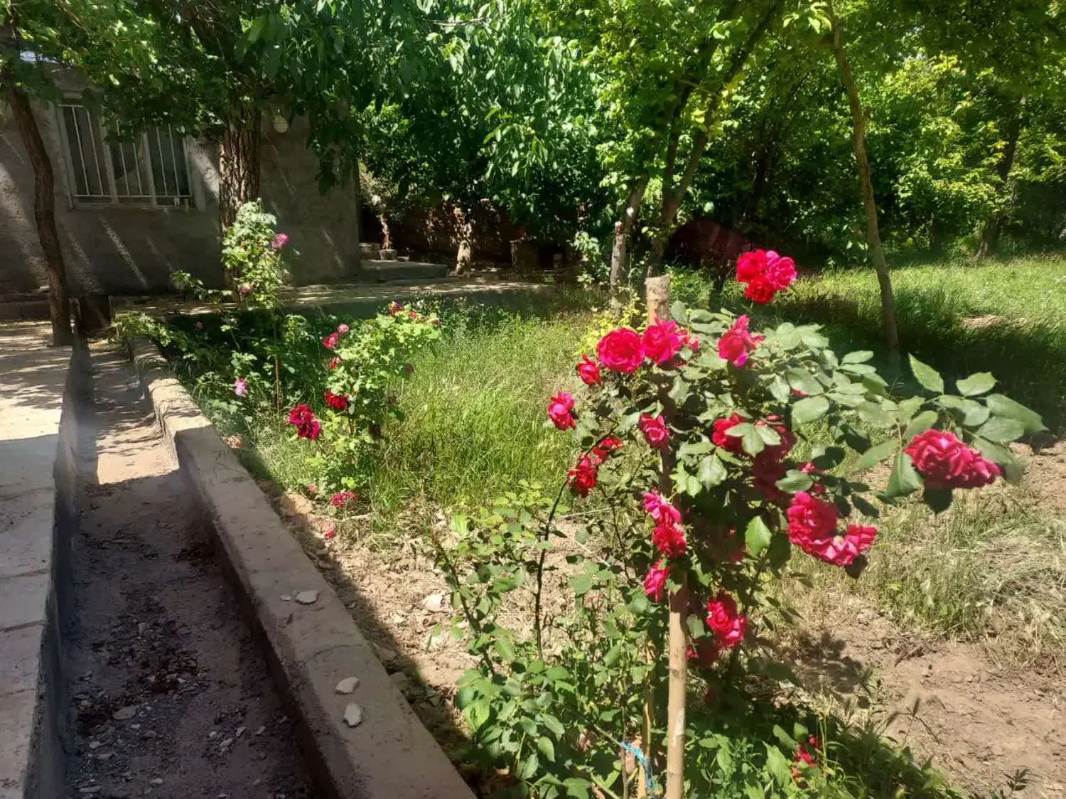 باغ|فروش خانه و ویلا|نطنز, |دیوار