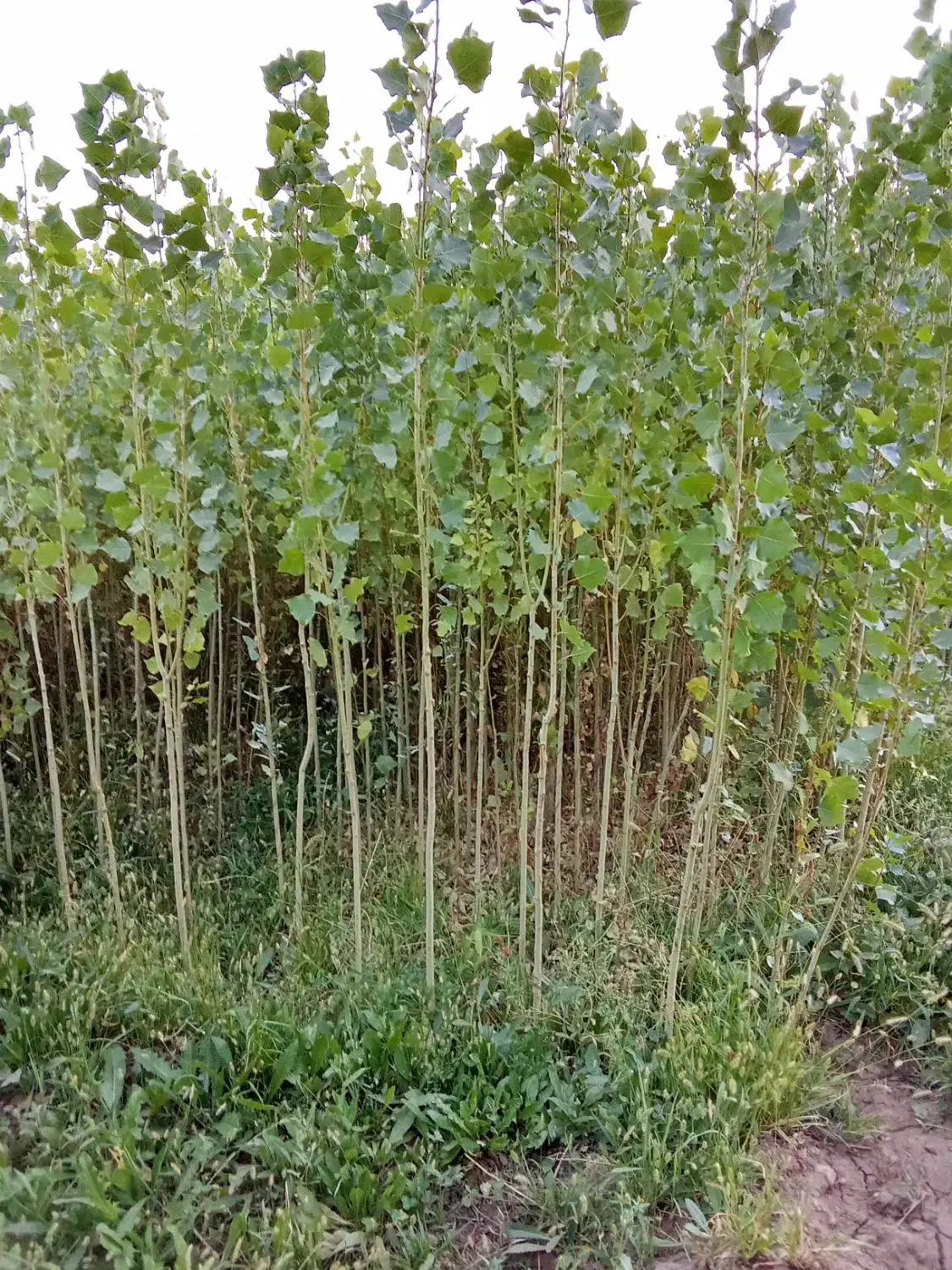 فروش صنوبر2ساله|گل و گیاه طبیعی|کشاورز, |دیوار