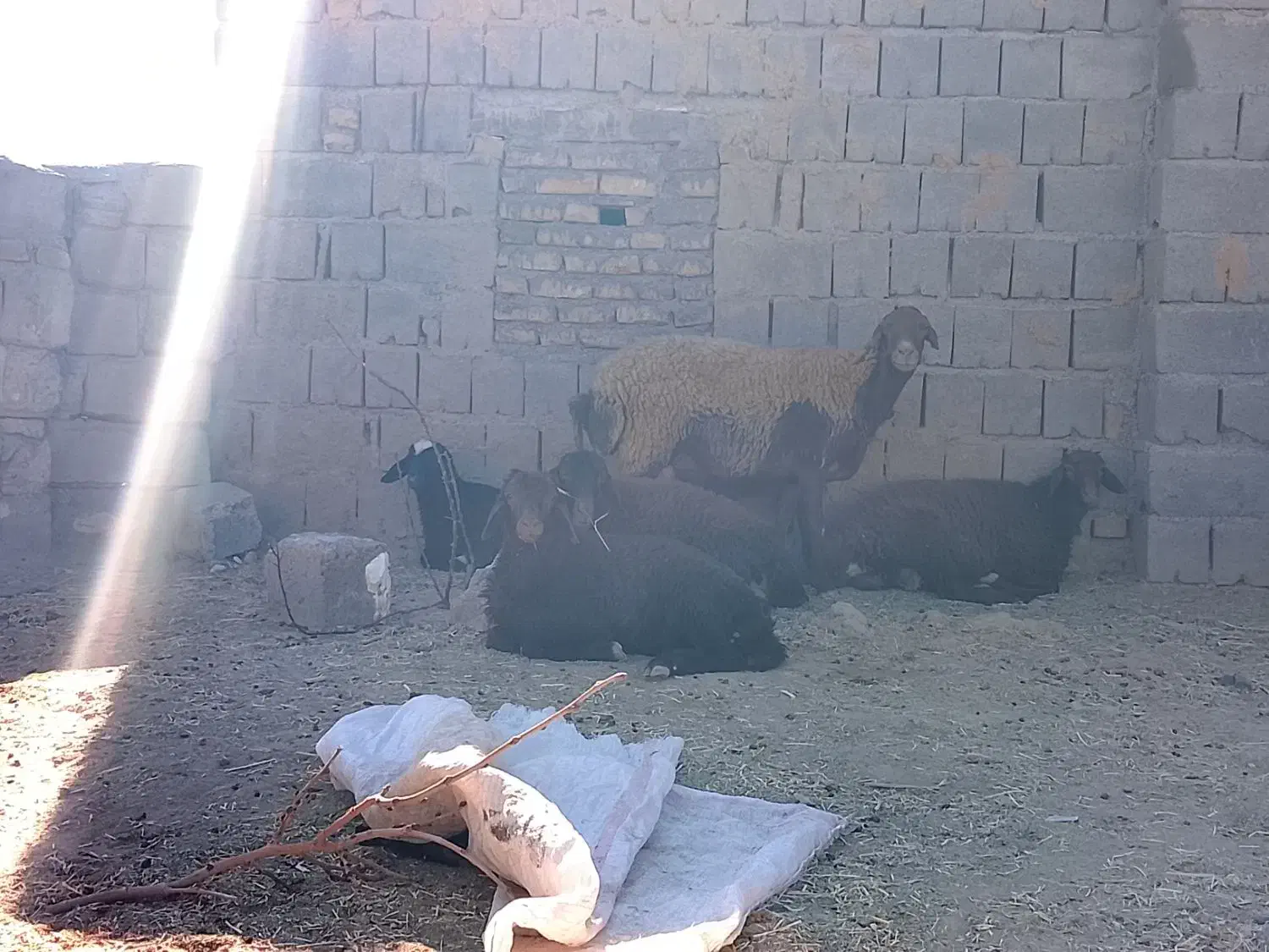 میش وبره|حیوانات مزرعه|تربت جام, جلگه موسی آباد|دیوار