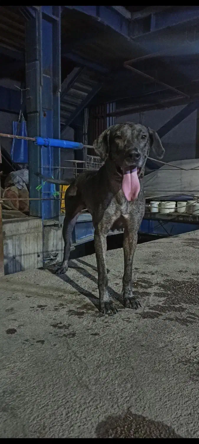 سگ ماده گریت|سگ|تهران, منیریه|دیوار