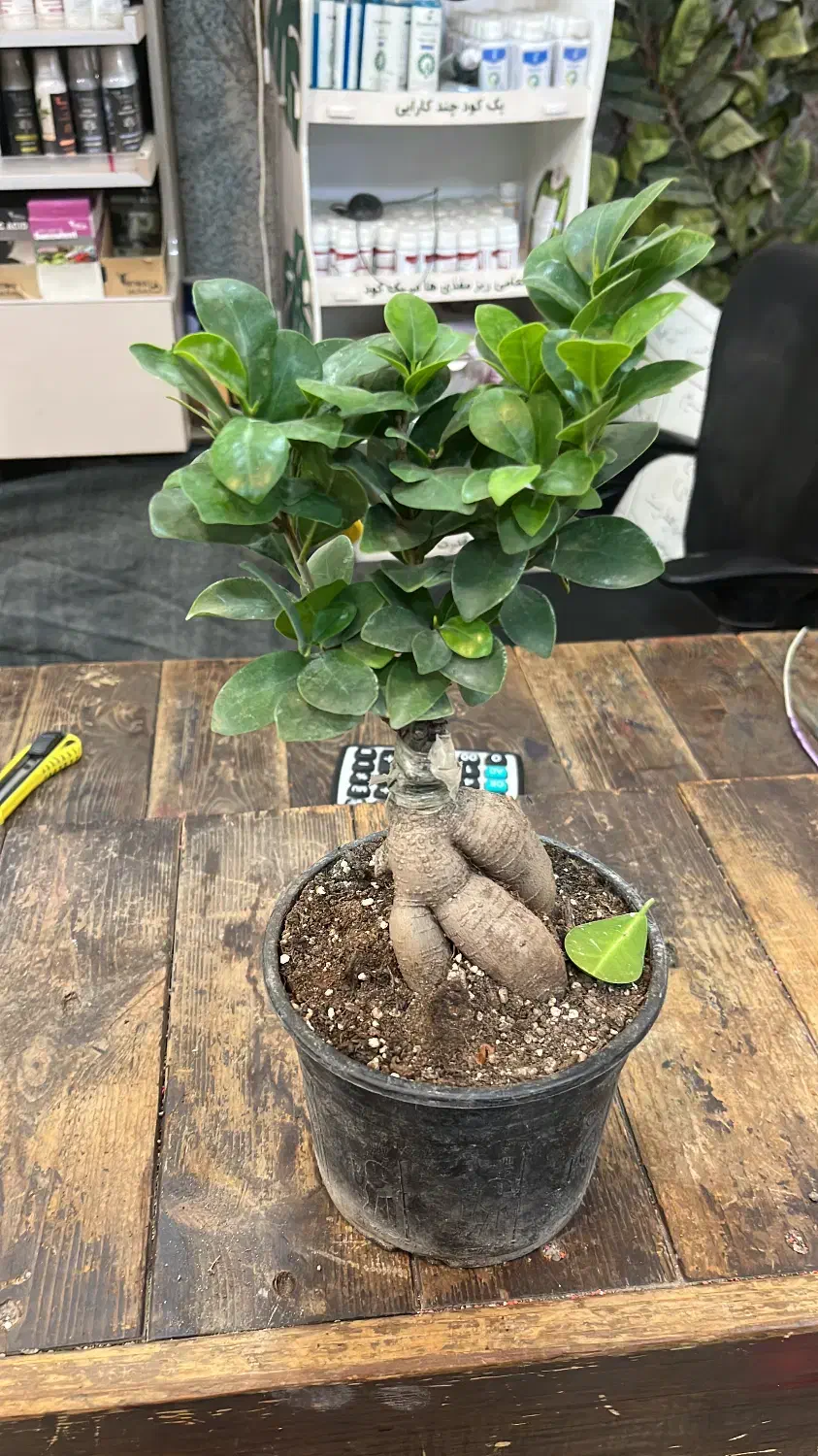 گل و گیاه آپارتمانی بنسای جنسینگ|گل و گیاه طبیعی|تهران, عبدل‌آباد|دیوار