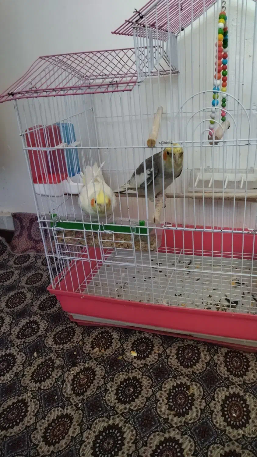 سلام|پرنده|رابر, |دیوار