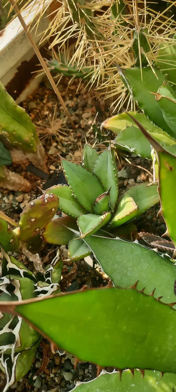 اگاو کاکتوس|گل و گیاه طبیعی|ری, هاشمآباد|دیوار