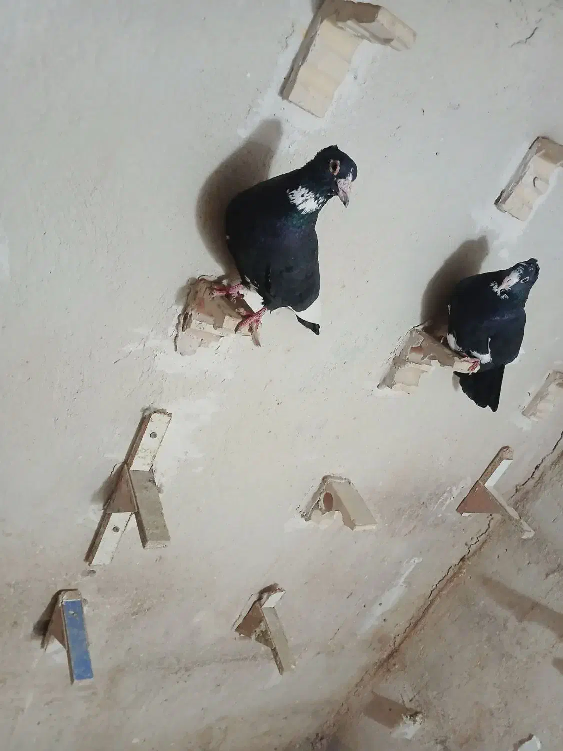 نرماده سیاه پلنگ خوشگل کبوتر کفتر|پرنده|کرمان, |دیوار