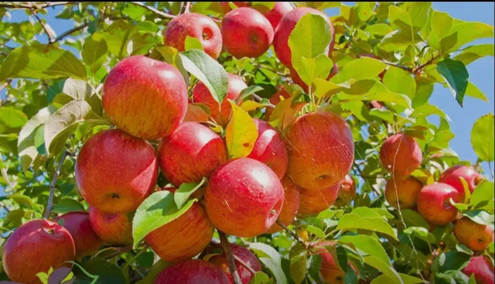 سیب قرمز|خوردنی و آشامیدنی|نقده, |دیوار