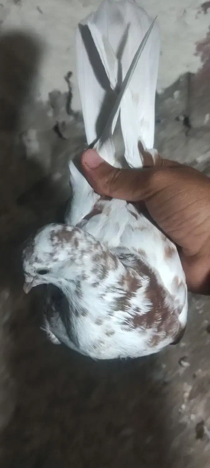 گمشده قرمز شازده قرمز چیل|پرنده|نمین, |دیوار