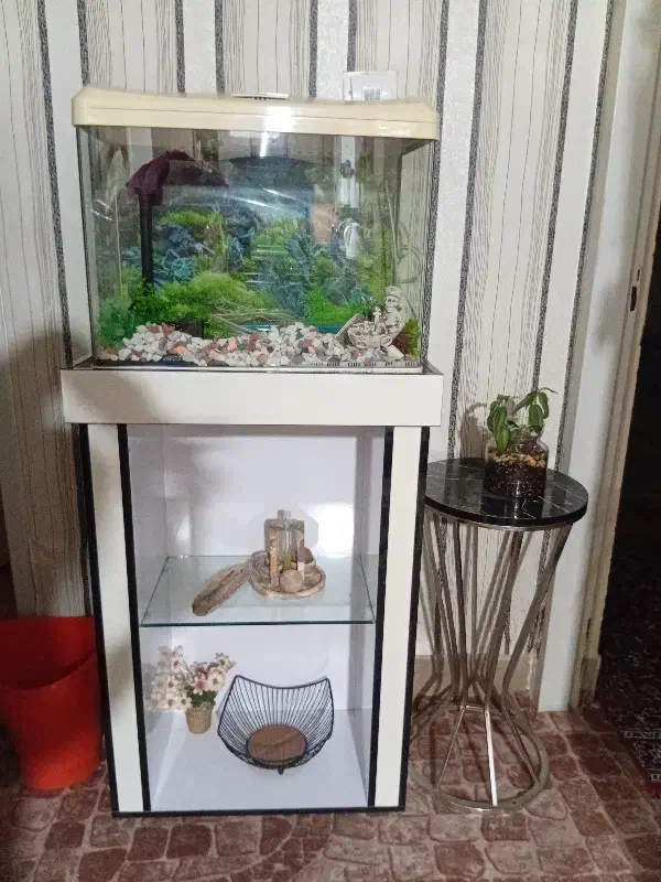 استند چوبی|کتابخانه، شلف، قفسه‌های دیواری|شیراز, سلطان آباد|دیوار