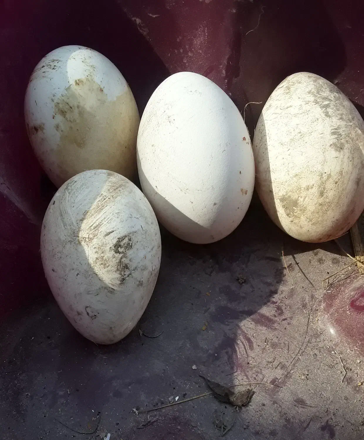 تخم قو غاز سفید|حیوانات مزرعه|رودبنه, |دیوار