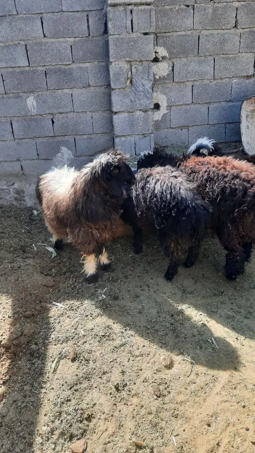 فروش‌۴راس‌بره‌۳تانریکی‌ماده.|حیوانات مزرعه|جهرم, |دیوار