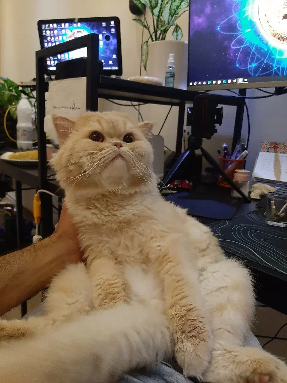 گربه اسکاتیش نر|گربه|ارومیه, |دیوار