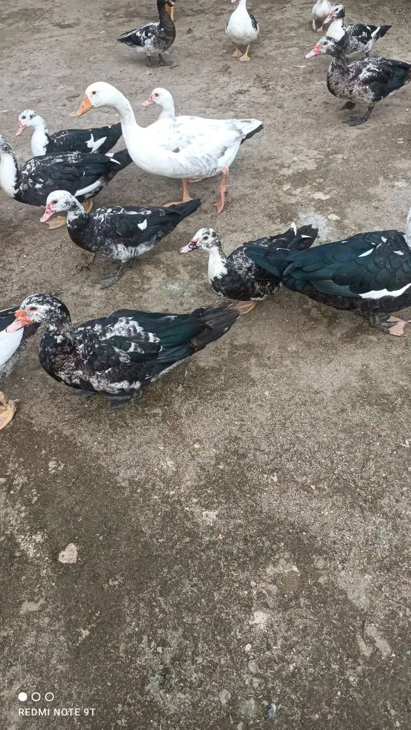 ۲۰ عدد اردک اسراییلی  سالم وسرحال بفروش میرسد|حیوانات مزرعه|رودسر, |دیوار