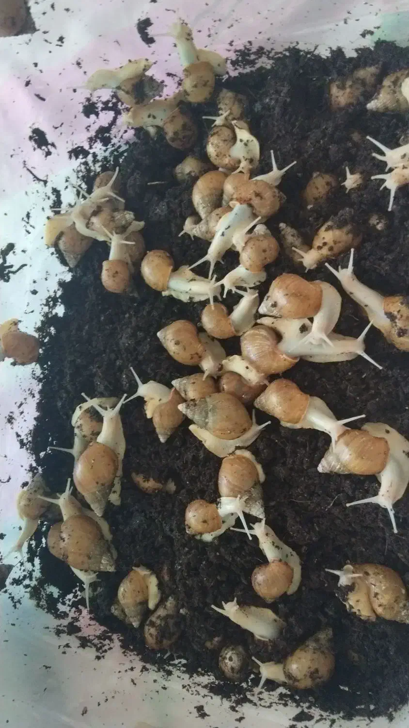 حلزون|آرایشی، بهداشتی، درمانی|پیر سلیمان, |دیوار