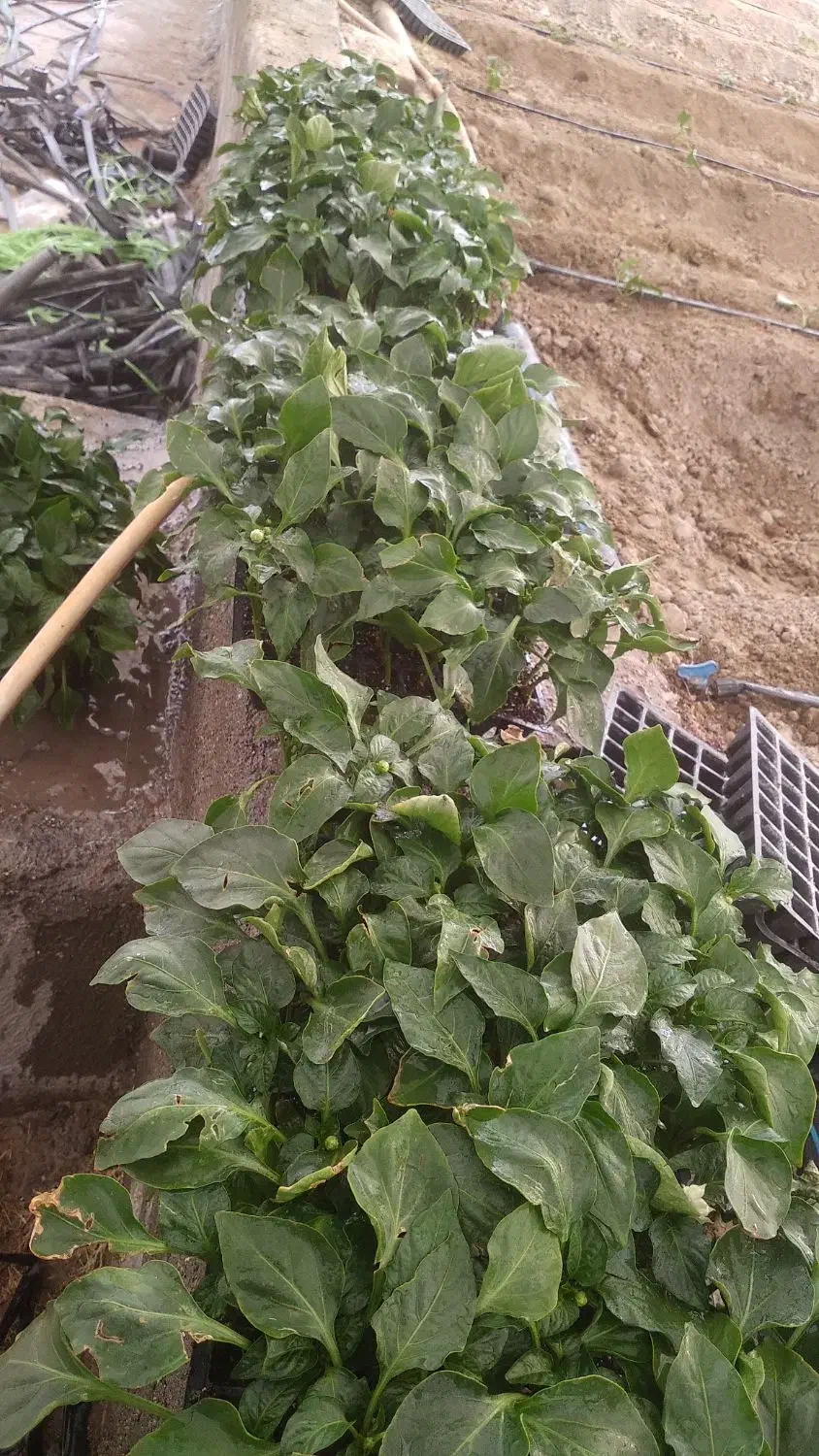 نهال فلفل دلمه|خدمات باغبانی و درختکاری|نیمروز, |دیوار