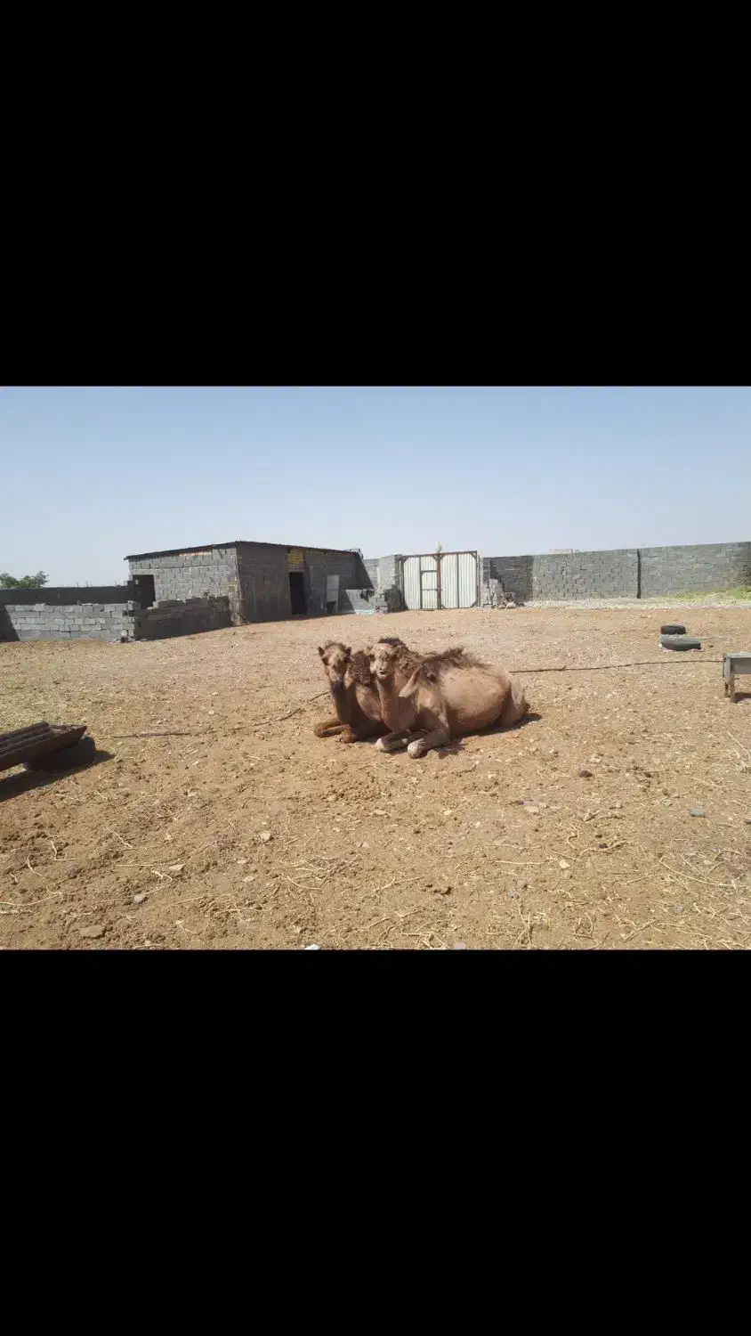 باغ ۲۳۰۰متر، دامداری پروانه‌دار، مناسب ویلا|فروش دفتر صنعتی، کشاورزی، تجاری|خوسف, |دیوار