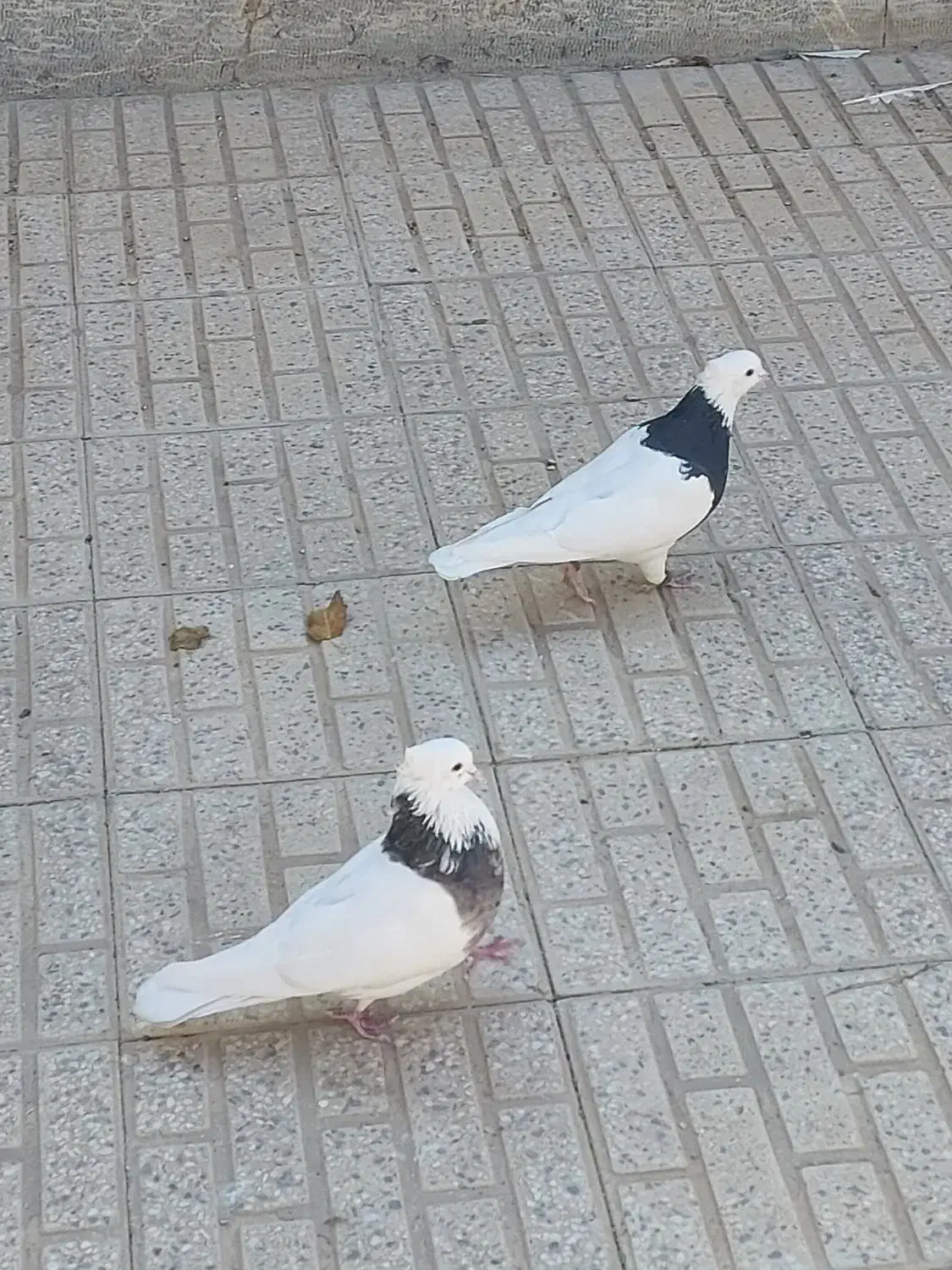 کبوتر طوقی|پرنده|فرخ‌شهر, |دیوار