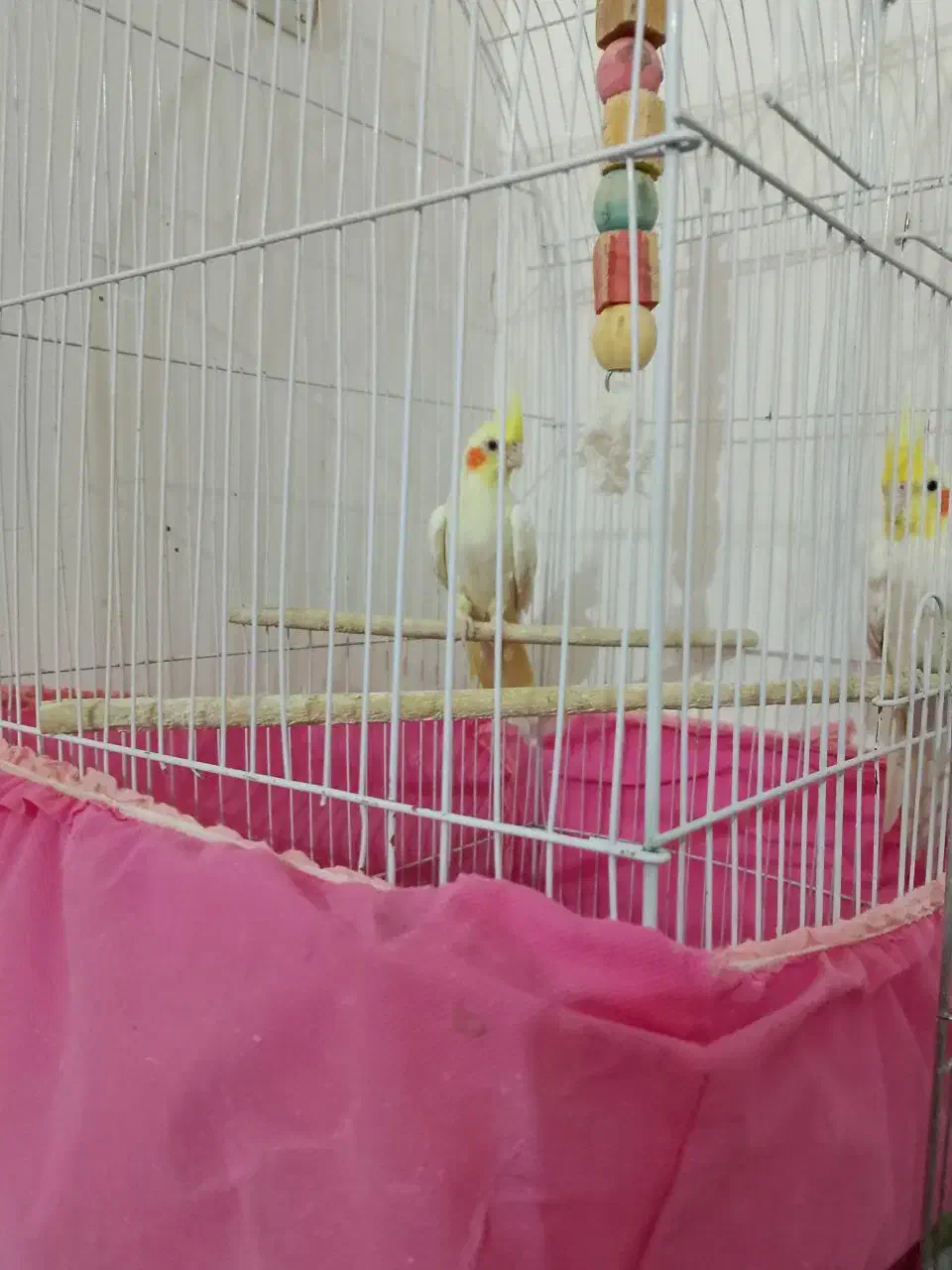 عروس هلندی|پرنده|بافق, |دیوار