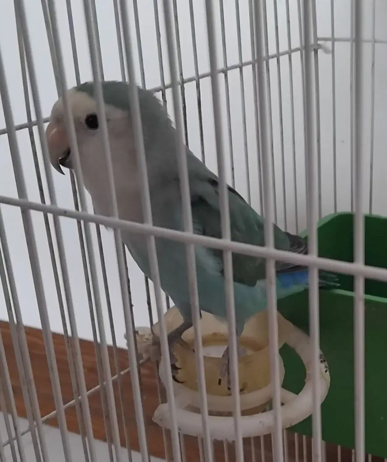 طوطی|پرنده|اصفهان, گرکان|دیوار