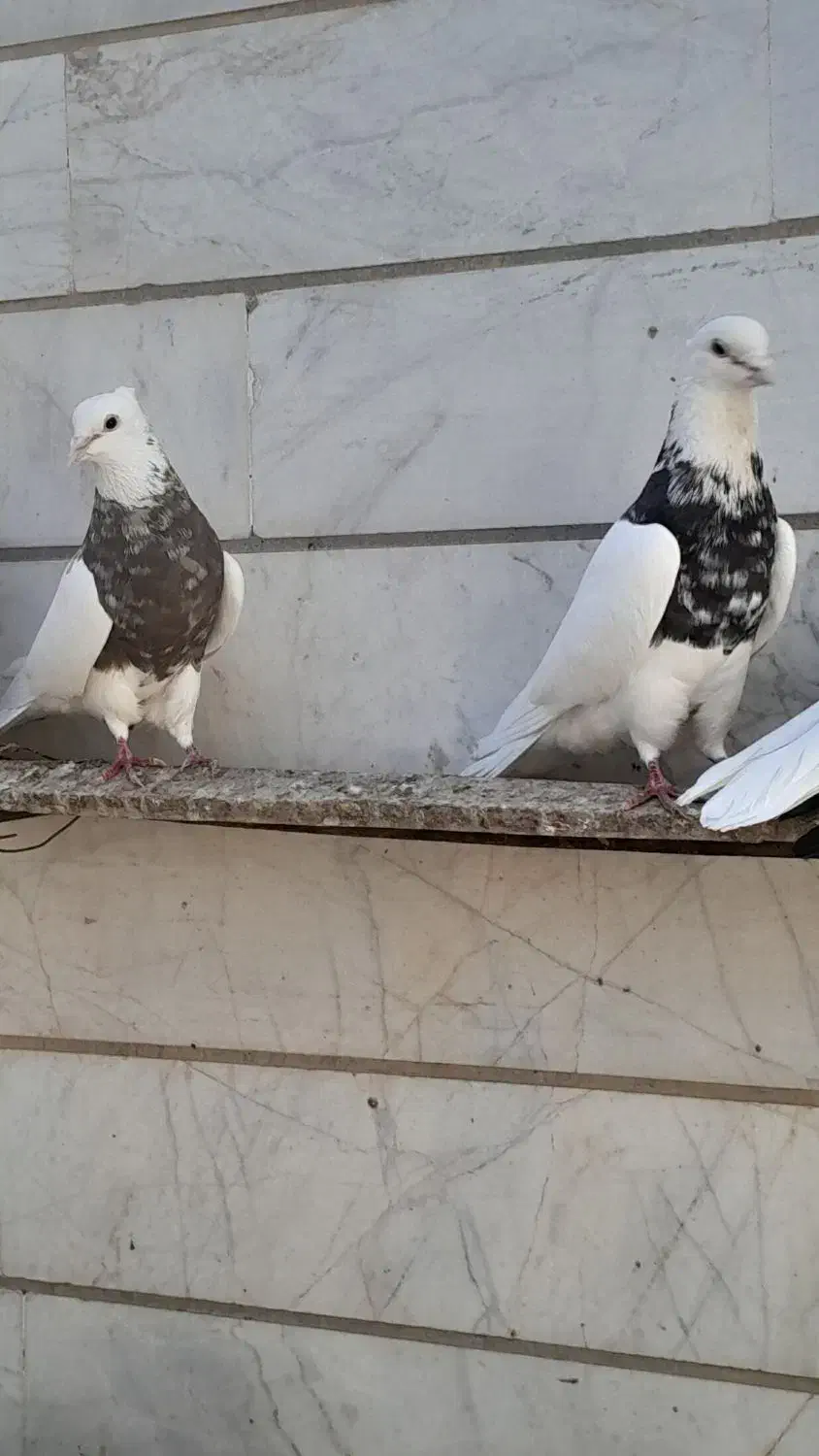 کبوتر یا پرنده طوقی|پرنده|خرمشهر, |دیوار