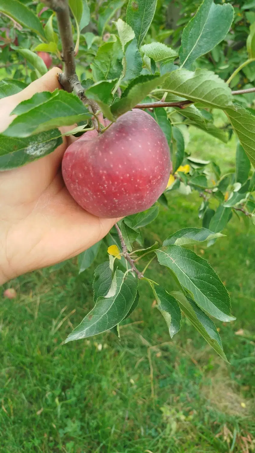 سیب|خوردنی و آشامیدنی|مراغه, |دیوار