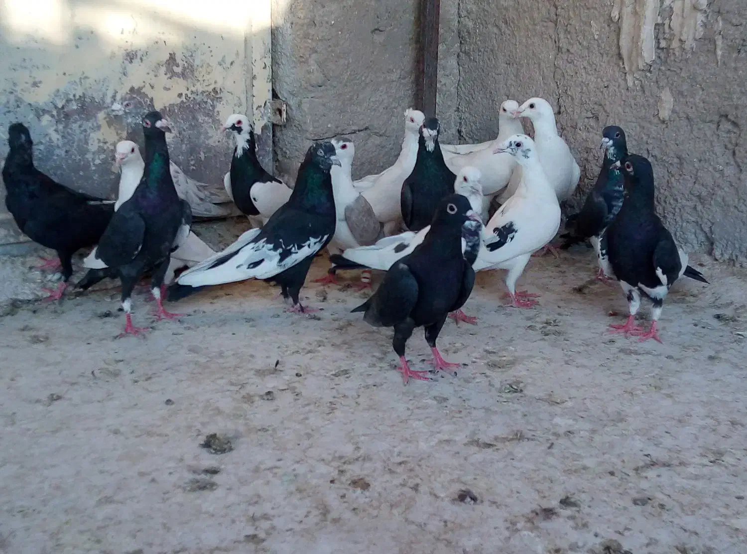 کفتر|پرنده|شیراز, دارالرحمه|دیوار