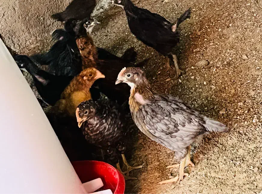 جوجه مرغ وخروس محلی واکسن خورده|حیوانات مزرعه|شیراز, دروازه قران|دیوار