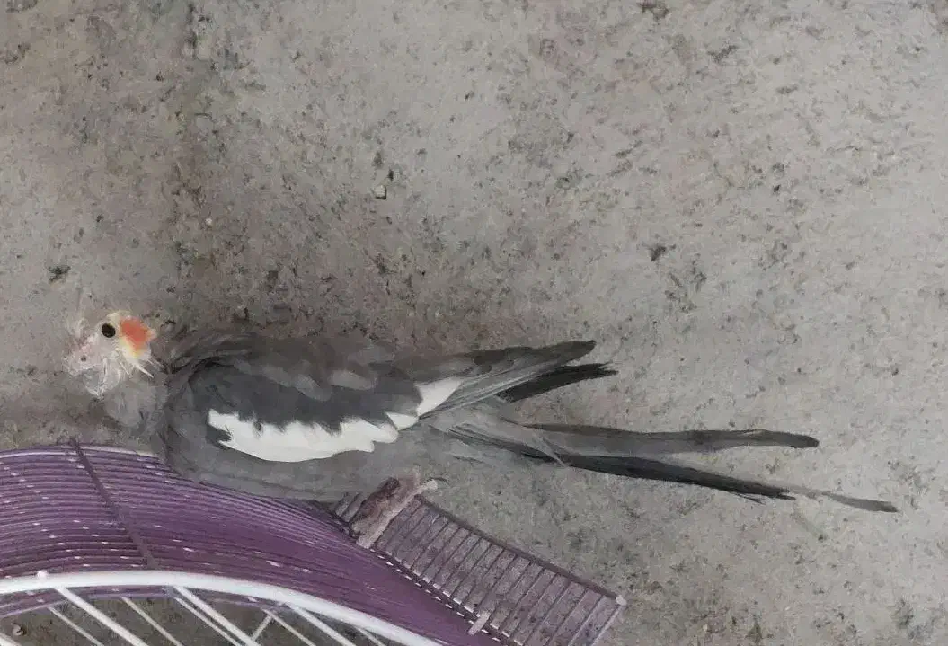 عروس هلندی|پرنده|تبریز, |دیوار