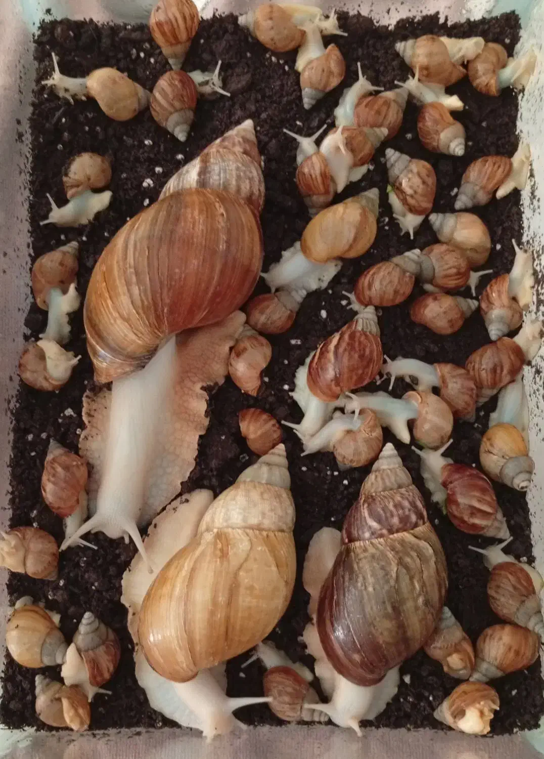 تکثیر زیاد|خزنده|گلستان (تهران), |دیوار