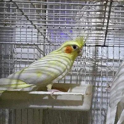 گمشده .|حیوانات|اهواز, رسالت|دیوار