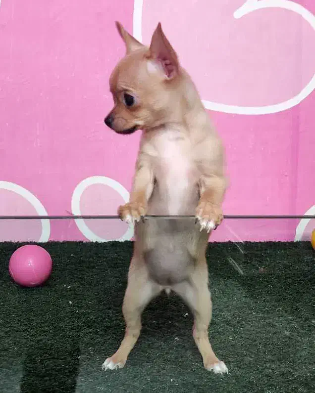 سگ ش|سگ|اسلامآباد غرب, |دیوار