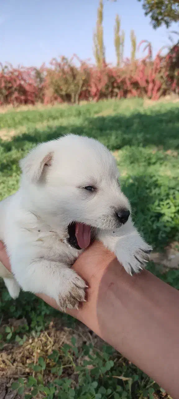 واگذاری|سگ|گلبهار, شهر جدید گلبهار|دیوار