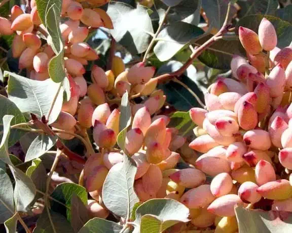 باغ پسته|فروش دفتر صنعتی، کشاورزی، تجاری|سبزوار, قصبه شرقی|دیوار