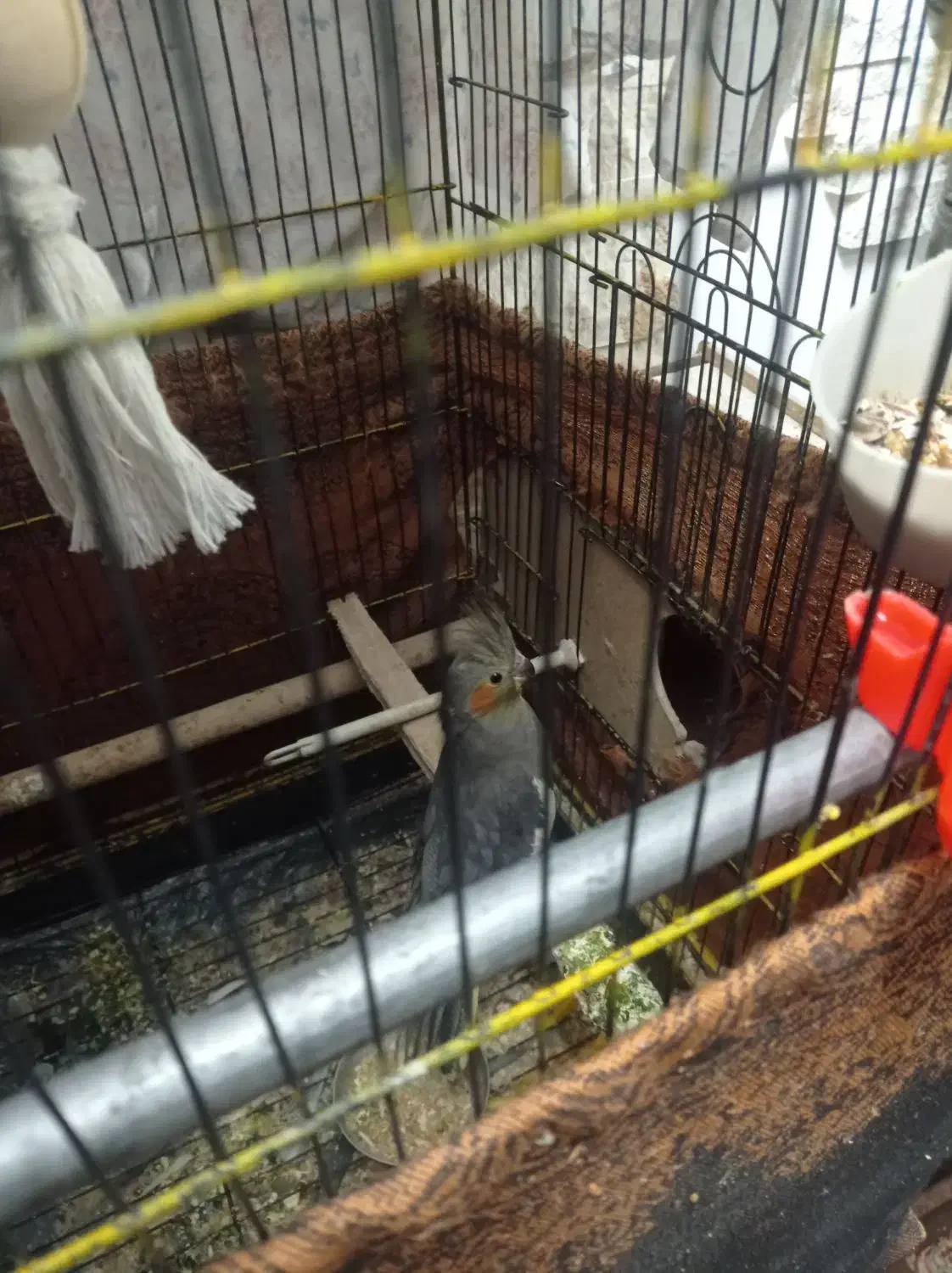 عروس هلندی مولدسینامون سخنگو|پرنده|همدان, |دیوار