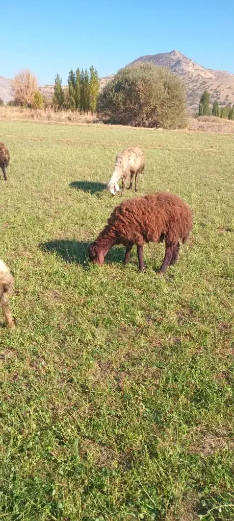 گوسفد و برە و یک عدد کاور میچکە|حیوانات مزرعه|مریوان, |دیوار