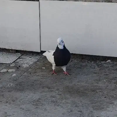 جفت طوقی کله ای نر سرته زرد نر|پرنده|خرم‌آباد, |دیوار