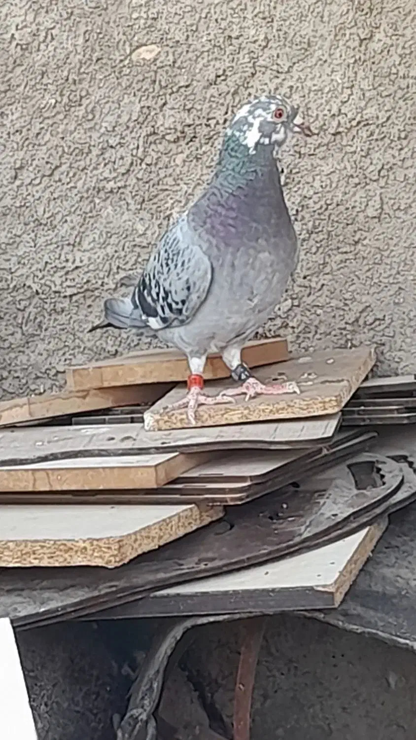 کبوتر گرفتنی پلاکی ماده معاوضه با کفتر معمولی|پرنده|قم, ولیعصر|دیوار